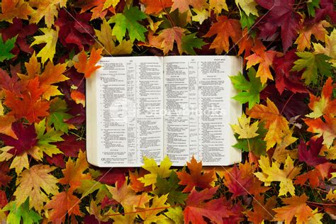 An Open Bible Rests In A Pile Of Colorful Autumn Leaves Royalty Free
