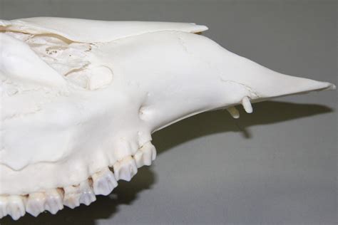 White Tailed Deer Skull Yields Rare Surprise Naturally North Idaho