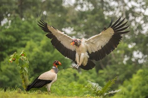 King Vultures Jim Zuckerman Photography And Photo Tours