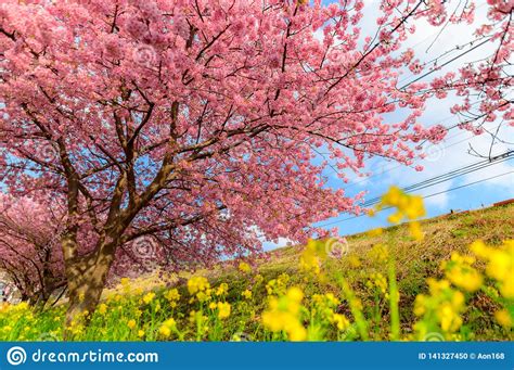 Beautiful Japan Sakura Tree Stock Photo Image Of Petal Season 141327450