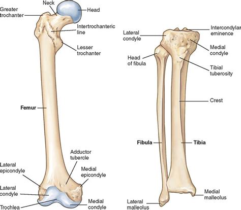 Lower Leg Bone Anatomy Outline