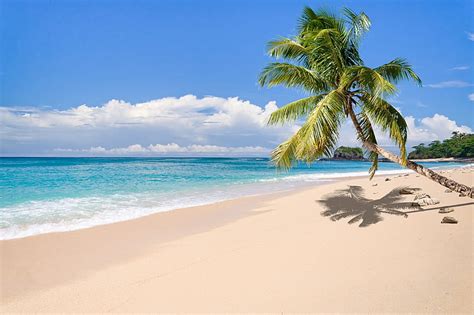 Nature Landscape Tropical Island Beach Palm Trees Sea Hd