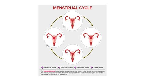 define menstrual cycle and explain its various phases with diagram