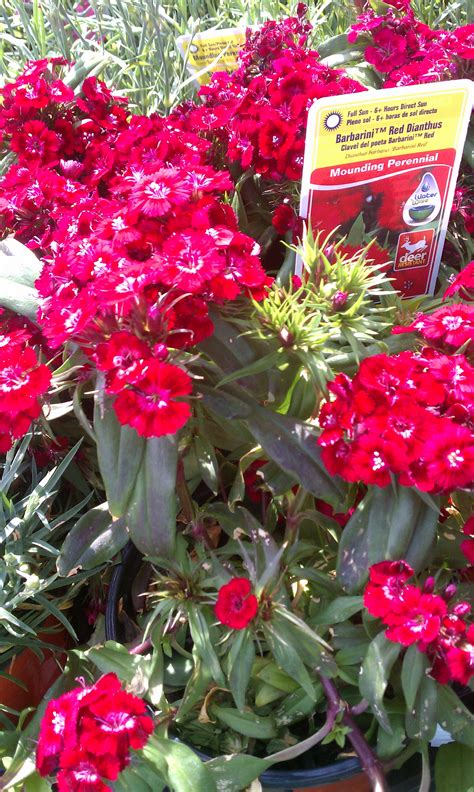 How To Grow And Care For Dianthus, How To Grow Dianthus Flowers, How To Care For Dianthus Flowers