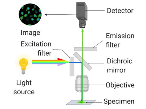 The Basic Setup Of A Fluorescence Microscope The Source Is Filtered By