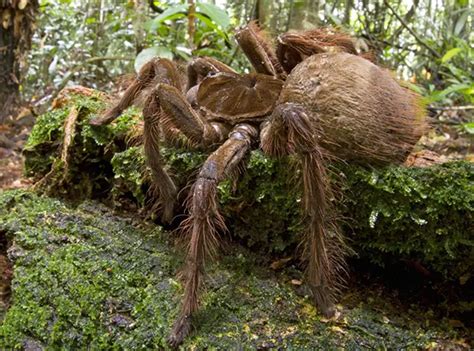 Největší pavouk na světě Světová nej FunGate cz