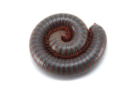 How To Deal With A House Worm Infestation A Definitive Guide