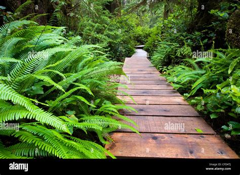 Rainforest Trail At Pacific Rim National Park Vancouver Island