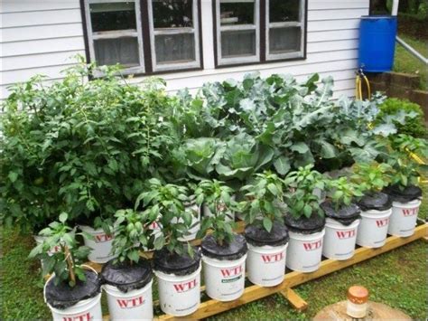 40 Simple But Beautiful Bucket Gardening Ideas Bucket Gardening