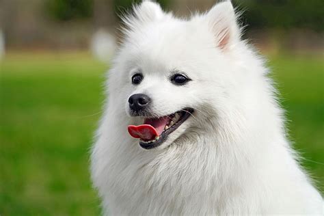 At What Age Is A Japanese Spitz Full Grown