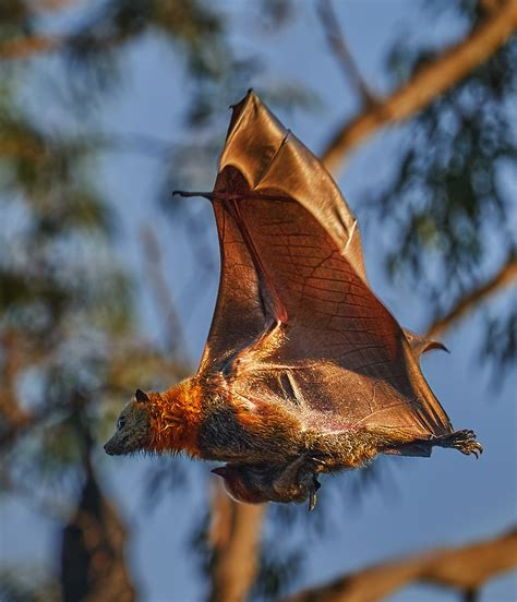 Grey Headed Flying Fox Pteropus Poliocephalus Grey Heade Flickr