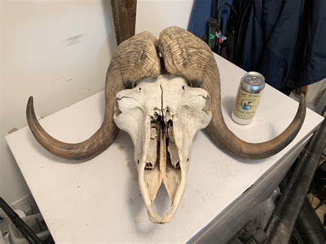 The Skull From My Musk Ox Posted Last Night Sitting On A Freezer With