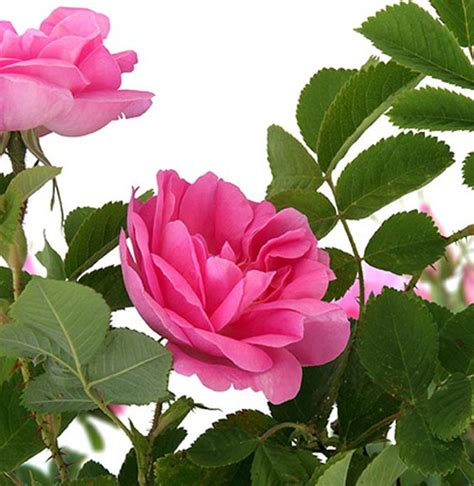 20 Gambar Bunga Mawar Terindah Di Dunia Populer Informasi Seputar