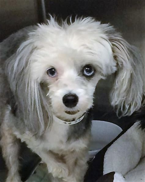 But the breed got its name from helping out. Adopt Paul Newman (AZ) on | Chinese crested dog, Dog ...