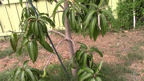 My Fruit Tree Back Yard Update Youtube