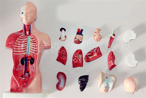 Choose from 500 different sets of flashcards about anatomy torso on quizlet. Aliexpress.com : Buy Human Torso model 26CM human internal organs Human Anatomy Torso anatomical ...