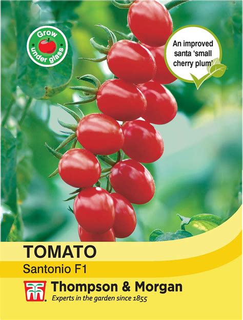 Thompson And Morgan Vegetables Tomato Santonio F1 Hybrid 6 Seed Ebay