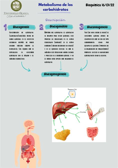 Metabolismo De Los Carbohidratos Esquemas Y Mapas Conceptuales De