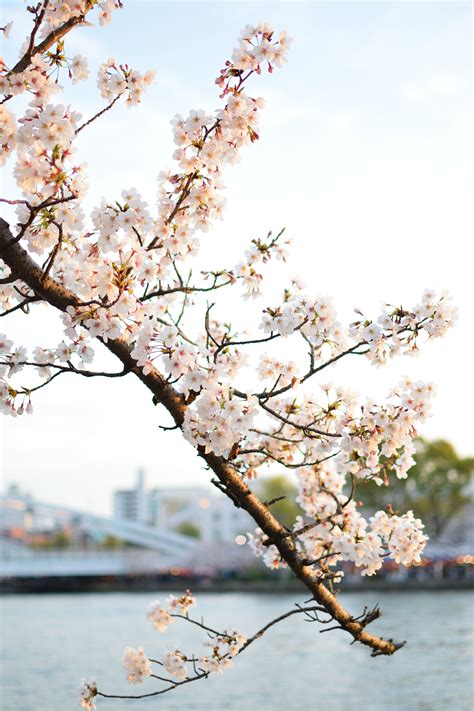 Free Photos plant cherry blossom flower blossom | Plant images, Blossom, Cherry blossom