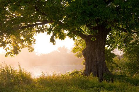Oak Tree Pictures Images And Stock Photos Istock