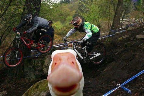 28 Of The Best Animal Photobombs Of All Time