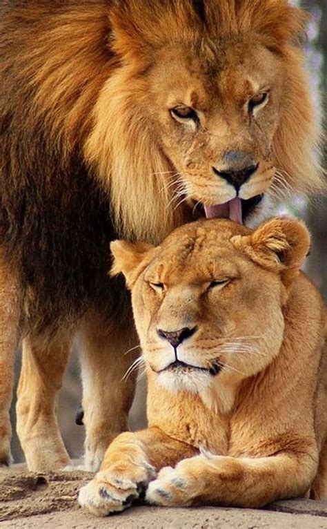 King And Queen Of The Jungle Incredible Snaps