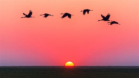 Sunset Ocean Horizon Red Sky And Birds In Flight Hd Wallpapers For