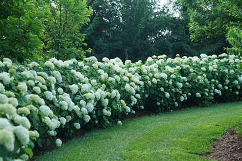 How Far Apart To Plant Hydrangeas Tips And Tricks For Perfect Spacing
