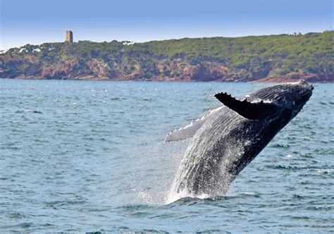 Merimbula Light To Light Walk Maps And Guides