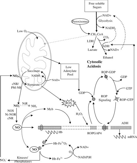 Production Of Nitric Oxide Hemoglobin Nitric Oxide Cycle And Rho Of