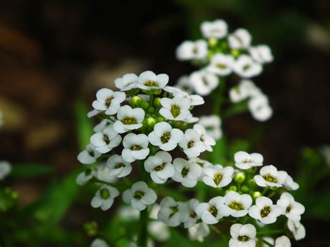 Small White Flowers Image Beautiful Flowers In Bloom Pure And