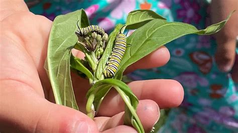 Raising Monarch Butterflies And Population Monitoring Underway In The