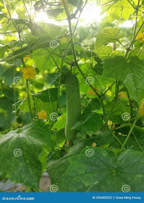 Creeping Cucumber Fruit Hanging On The Vine Stems Stock Photo Image Of Creep Sativus