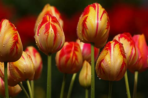 Top Hơn 97 Hình Nền Hoa Tulip Cho điện Thoại đẹp Nhất Actv Edu