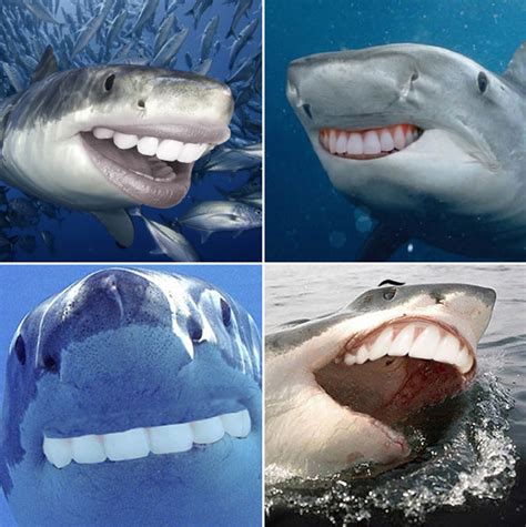 Hilarious Pics Of Sharks With Human Teeth