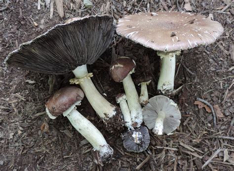 Wine Cap Mushroom Identification Look Alikes And More Learn Your Land