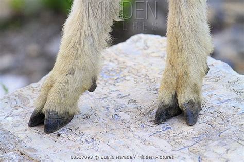 Pin By Peppernics On Ref Animals Mountain Goat Goat Hooves Goats