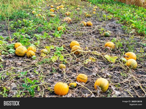 Find the perfect glass pumpkin stock photos and editorial news pictures from getty images. Many Yellow Pumpkins Image & Photo (Free Trial) | Bigstock
