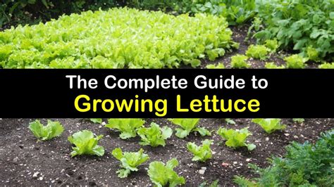 Growing Lettuce Clever Tricks For Thriving Lettuce Plants