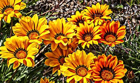Cluster Of Yellow And Orange Flowers Free Stock Photo Public Domain