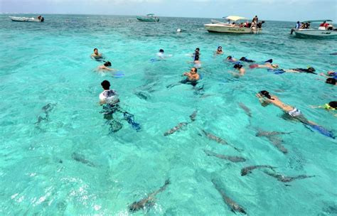 Swimming With Sharks Belize Sanpedro 700x450 Stubborn Mule Travel