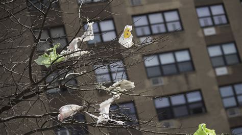 New York Will Soon Enforce Plastic Bag Ban After Winning Lawsuit