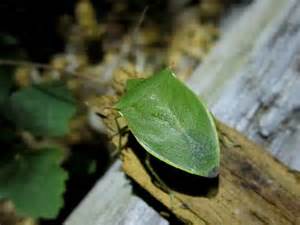 Green Leaf Like Bug With Horns Miami Fl Loxa