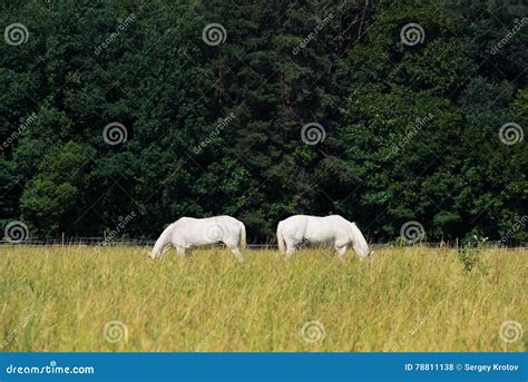 Two White Horses Graze In A Paddock Field Near Forest Stock Photo