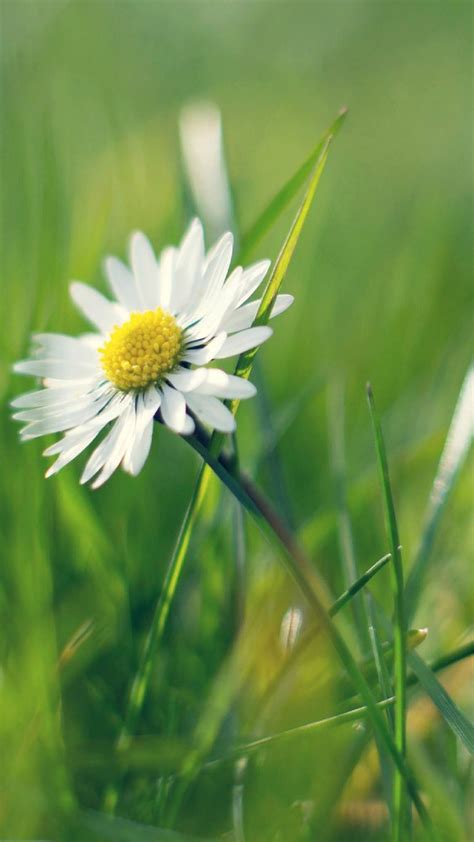 How to set a white wallpaper for an android device? White Daisy Flower Spring Android Wallpaper free download