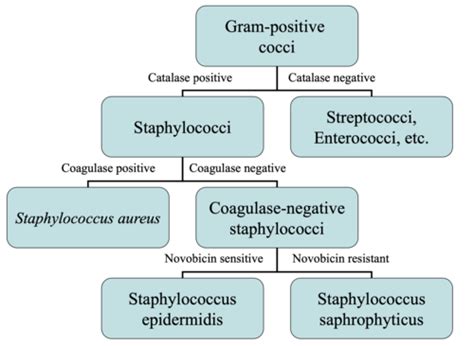 Gram Positive Cocci And Bacilli Flashcards Quizlet