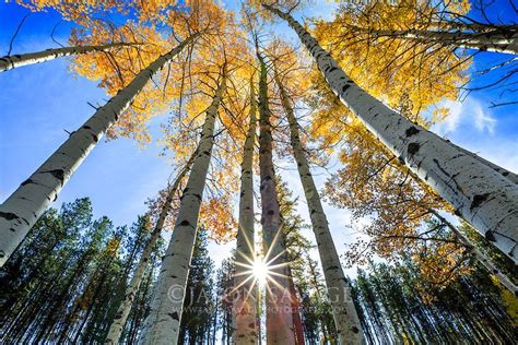 Aspens In The Seeley Swan Valley Montana Photography Gallery