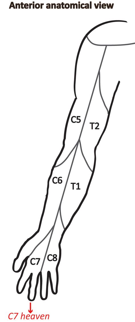 Upper Limb Neurological Examination Oscestop Osce Learning