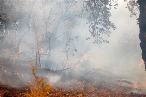 forest blazes 1 079 hectares affected since june