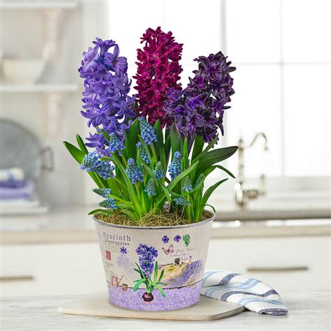 Blue Bliss Fragrant Hyacinth Garden Brecks Ts